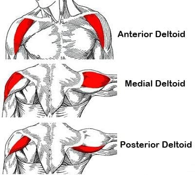 Shoulder Anatomy - Shoulder Workouts with Dumbbells